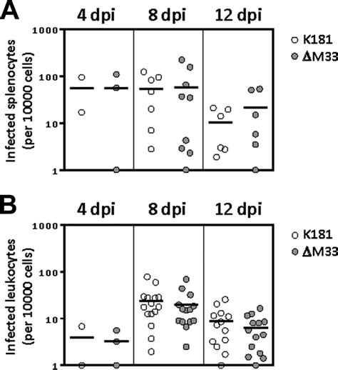 M Is Not Required For Hematogenous Dissemination Of Mcmv In Nsg Mice