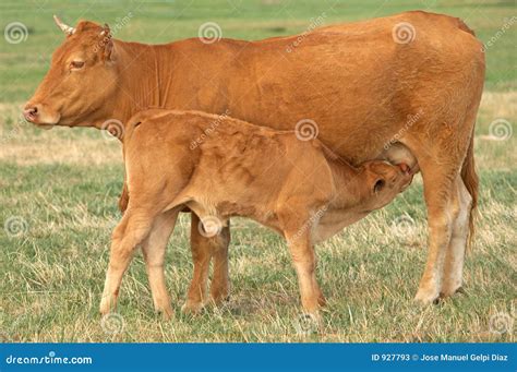 Cow With Its Son Stock Image Image Of Innocence Cows 927793