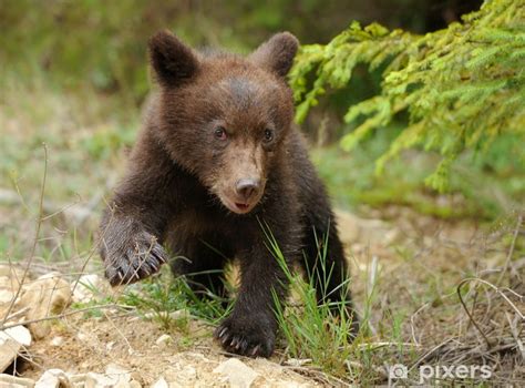 Fotomural Cachorro de oso pardo - PIXERS.ES