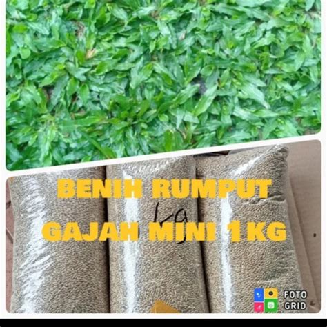 Jual Benih Bibit Rumput Gajah Mini Biasa Kg Kota Bogor Refina