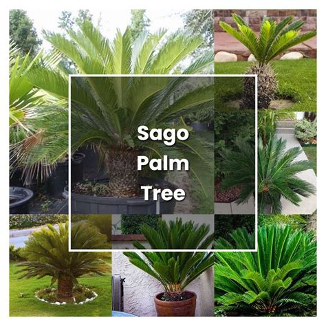 How To Grow Sago Palm Tree Plant Care Tips Norwichgardener