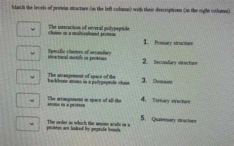 Solved Match the levels of protein structure in the left | Chegg.com 