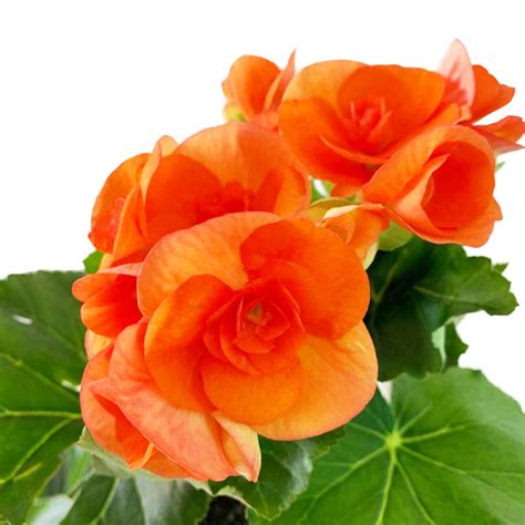 Rieger Begonia Outdoors