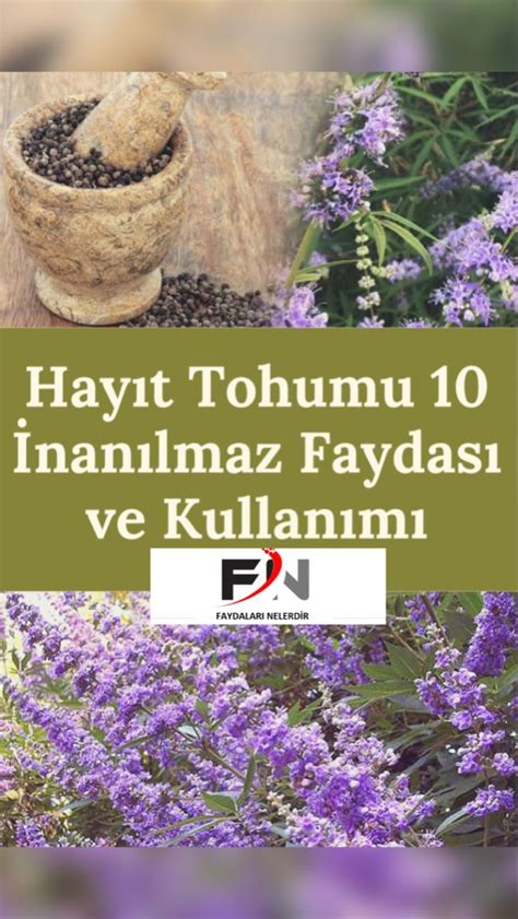 Hay T Tohumu Nedir Neye Yi Gelir Faydalar Faydalar Nelerdir