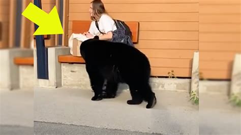 Bear Approaches Woman At Bus Stop And When She Discovers The Reason