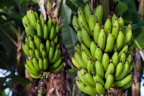 Jamaican Bananas Re Enter British Market