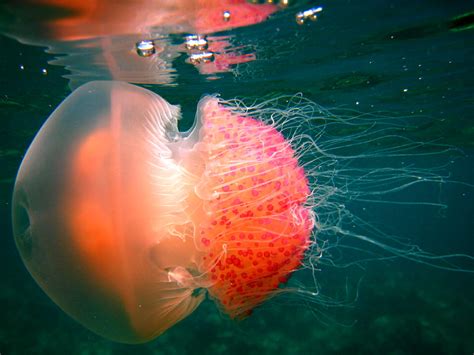 Tentacles To Capture Prey For Food Jellies Have A Net Of Flickr