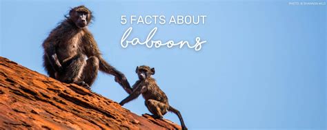 Baboon Wildlife: 5 Fascinating Facts | Wild in Africa