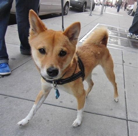 Shiba Inu Chihuahua Mix – Everything You Need to Know - Prefurred