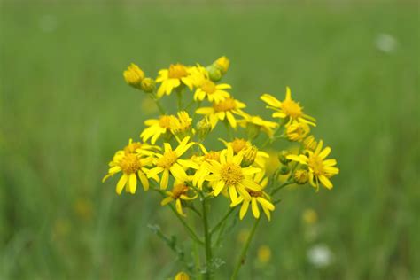 Free Images Nature Meadow Prairie Flower Herb Flora Wildflower