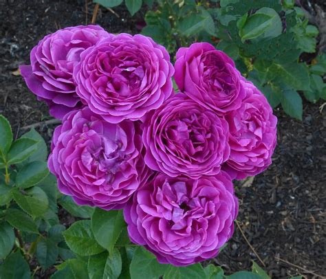 American Rose Society Announces Award Winning Roses