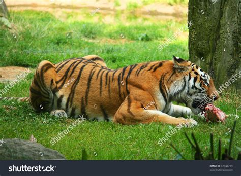 Tiger Eating Piece Meat Stock Photo 67944229 - Shutterstock