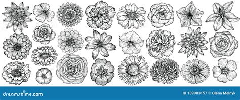 Flores Tiradas M O Ilustra O Do Vetor Esbo O Floral Do Vintage