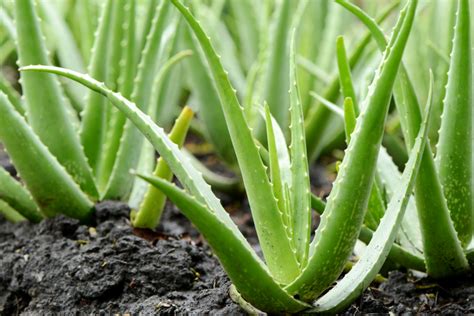 Aloe Vera Schwarze Punkte Ursachen Bek Mpfung