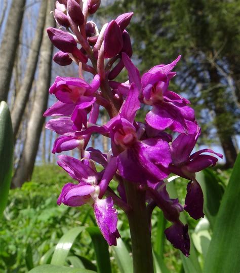 Orchis Mascula Subsp Speciosa X Pallens Ngidn Flickr