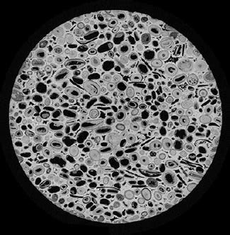 Multi-Scale Micro-CT Analysis - Blue Scientific