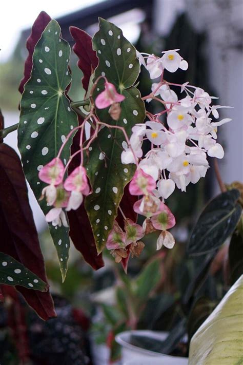 17 of the Best Flowering Houseplants for Low Light