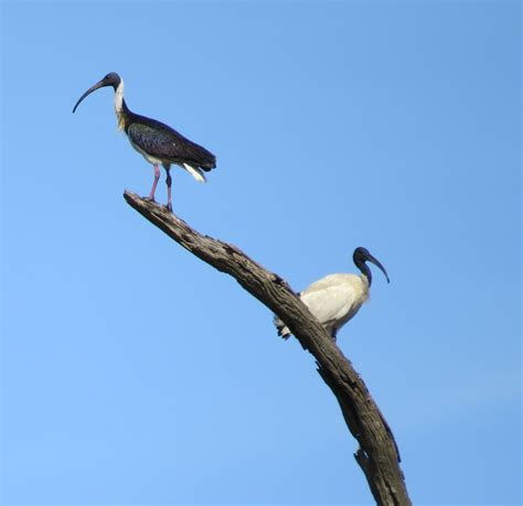 Meaning Of Ibis Bird at Dale Mack blog