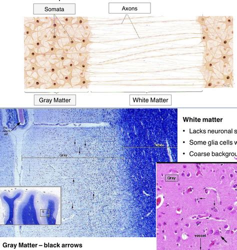 Histology of the Nervous System (CNS) Flashcards | Quizlet