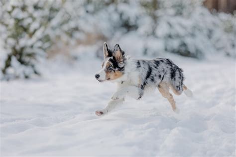 Premium Photo | A dog running in the snow