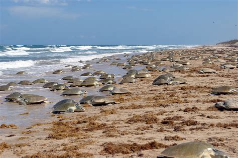 Kemp's Ridley Turtle | Sea Turtle Species — The State of the World's ...