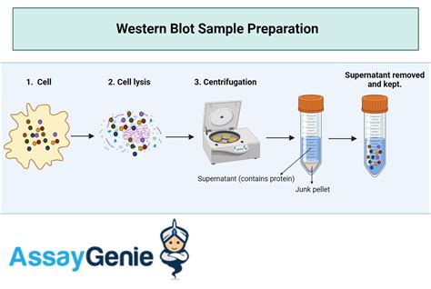 Guide To Western Blot Sample Preparation Assay Genie