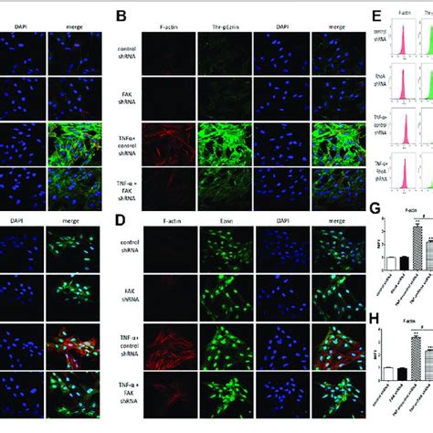 The FAK Signaling Pathway Can Upregulate The Activity Of RhoA In