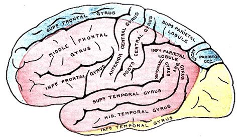 Neuroanatomy Cerebral Hemisphere Statpearls Ncbi Bookshelf