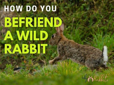 How to Befriend a Wild Rabbit?