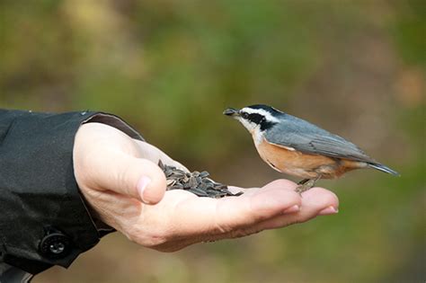 Hand Feeding Birds on Behance