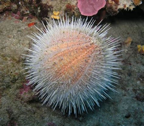 Klasifikasi Dan Peranan Echinodermata