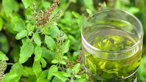 Tulsi Water Benefits ಮಜನ ತಳಸ ನರ ಕಡಯವದರದ ಉಪಯಗಗಳ ಹಲವ