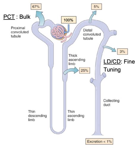 Renal Block Tubular Functions Along The Nephron L6 Flashcards Quizlet