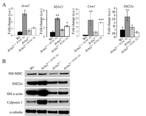 2 Contractile Gene And Protein Expression In Wildtype WT Acta2