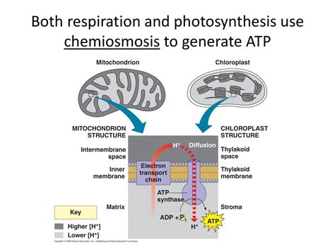 Ap Bio Exam Review Cell Energy Respiration And Photosynthesis Ppt Download