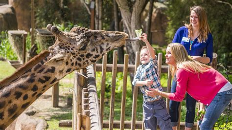 Santa Barbara Zoos Beloved Masai Giraffe Michael Dies At Age 16