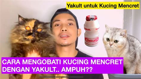 CARA MENGOBATI KUCING MENCRET DENGAN YAKULT Mengobati Kucing Diare