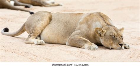 Closeup Lioness Lying Down Sleep On Stock Photo 1072442045 Shutterstock