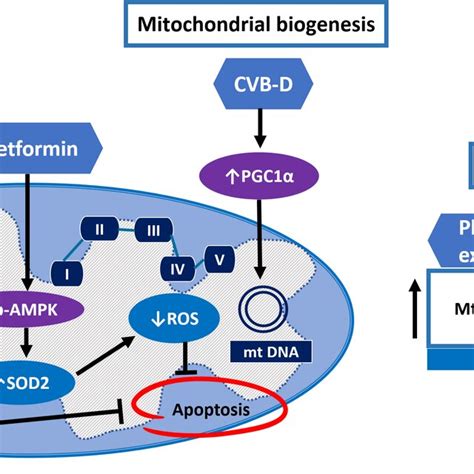 The Effects Of Pharmacological And Non‐pharmacological Interventions On