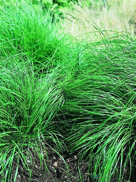 Prairie Dropseed Potted Gardener S Supply