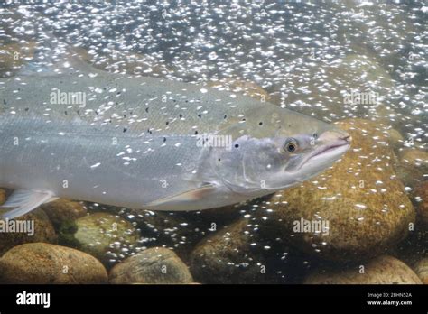 Salmon Fish Norway Stock Photo Alamy