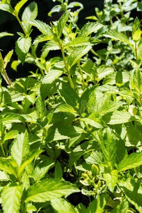 Lemon Mint Leaf Mentha Gentilis Var Citrata Stock Image Image Of