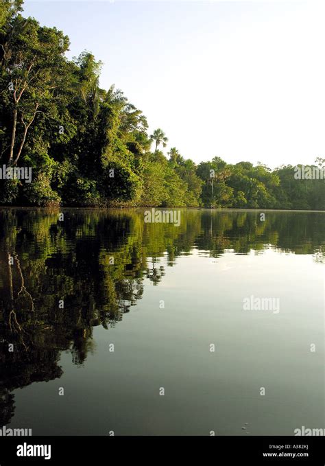 Amazon Rainforest Ecuador Stock Photo - Alamy