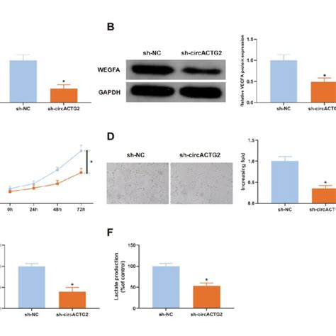 Knockdown Circatg2 Represses Sw620 Cell Proliferation Angiogenesis And Download Scientific