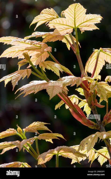 Sycamore Maple Acer Pseudoplatanus Esk Sunset Tree Branches