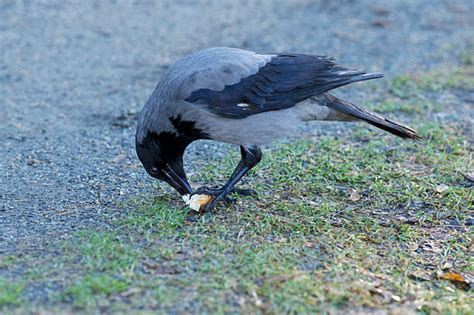 Eating Crow Stock Photos, Pictures & Royalty-Free Images - iStock