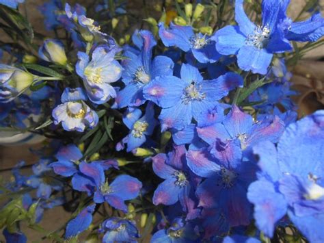 trvalka jak se jmenuje