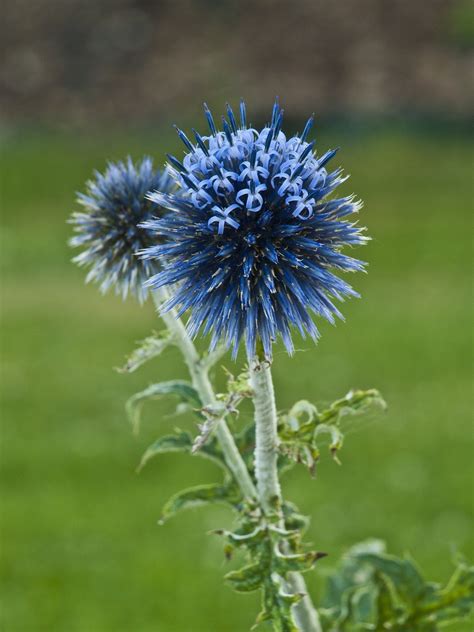 Thistle Ornamental Flower - Free photo on Pixabay