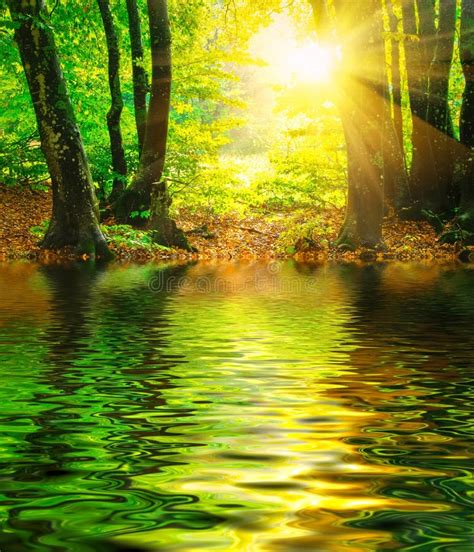 Calm River Sun Rays In Sunny Spring Forest Stock Photo Image Of