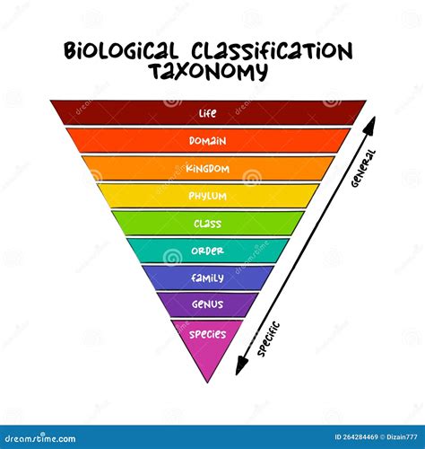 Biological Classification Taxonomy Rank Relative Level Of A Group Of